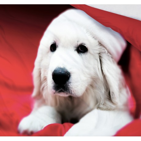HOUSSE DE COUETTE HD PHOTO CHIEN Labrador Noël 2